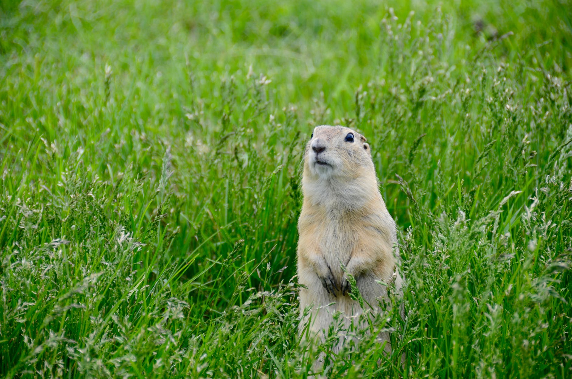 brown rodent on green grass field