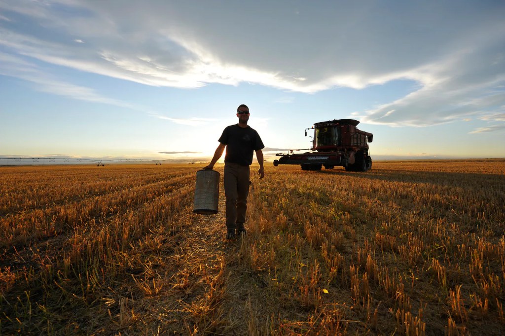 Canada farmer in a field